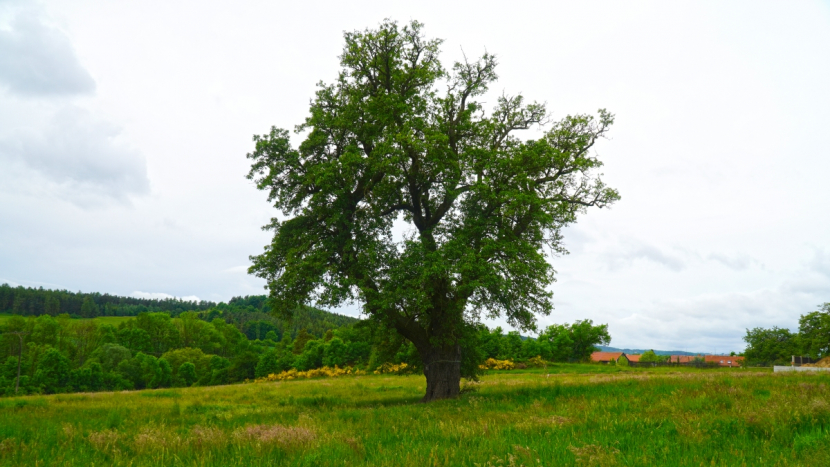 Začalo hlasování o Evropský strom roku, Česko reprezentuje hrušeň z Příbramska