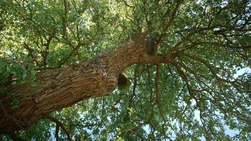 V soutěži Evropský strom roku skončila hrušeň hnilička u Drásova jedenáctá