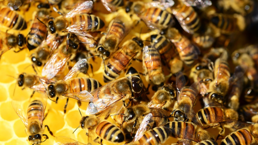 Za letošní zimu v ČR uhynula asi polovina včelstev