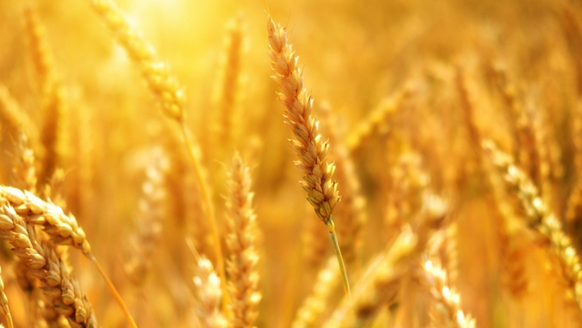 Čeští zemědělci mají nadbytek obilí, důvodem je dovoz z Ukrajiny