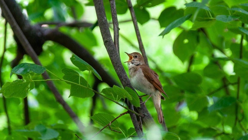 Oslavy Vítání ptačího zpěvu provází přírodovědné vycházky a ukázky kroužkování ptáků