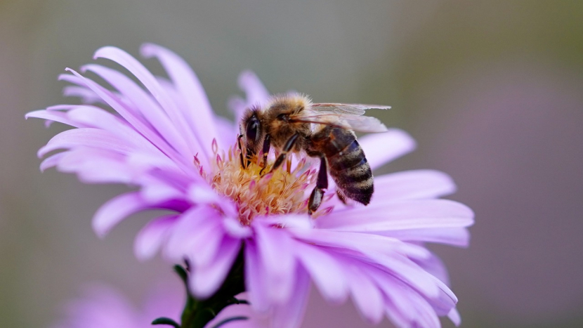 Dnes je Světový den včel, do jejich chovu se pouští i nadnárodní firmy