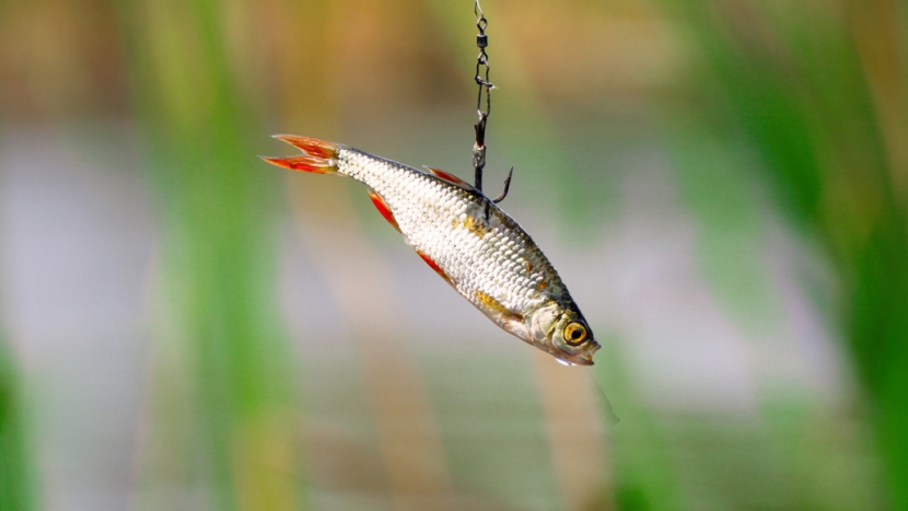 Biologové: Napichování živých nástražních rybek na háčky je barbarské