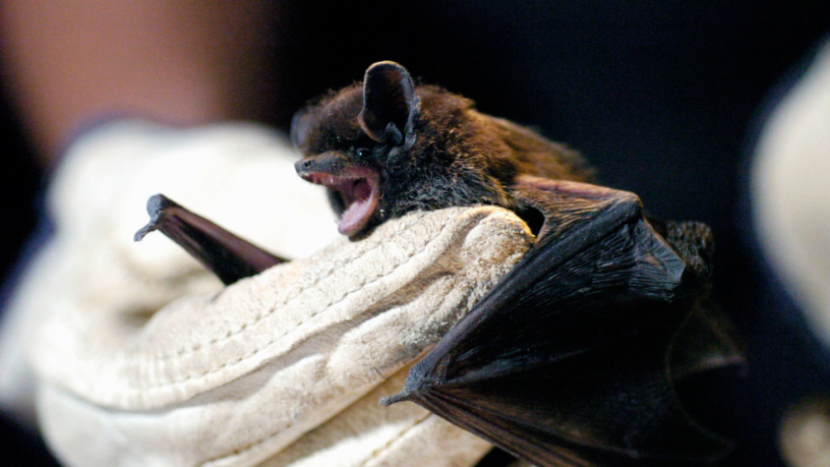 Tajuplný život netopýrů zblízka v Příbrami