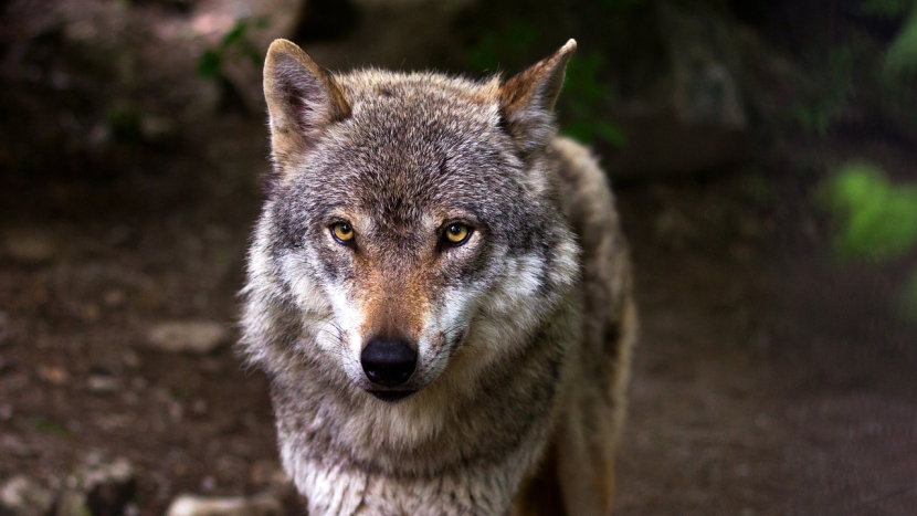 Záznam z fotopasti potvrdil výskyt vlka v nejméně navštěvované části CHKO Brdy