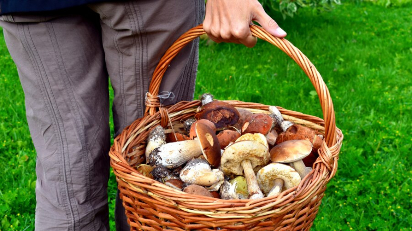Průzkum: Na houby chodí pravidelně téměř třetina Čechů