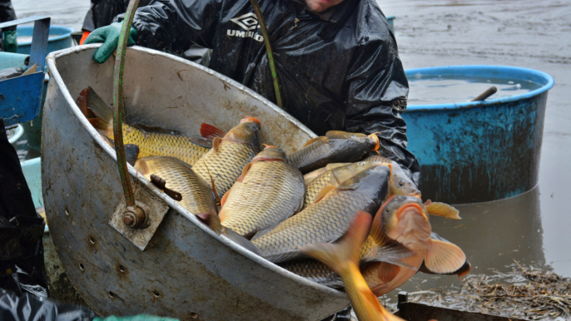 Největší rybník na Sedlčansku vydá svou rybí úrodu