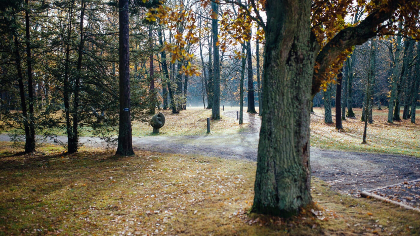 Do aleje v parku Dvořákova památníku bude vysazen pár nových dubů, v plánu je její celková obnova