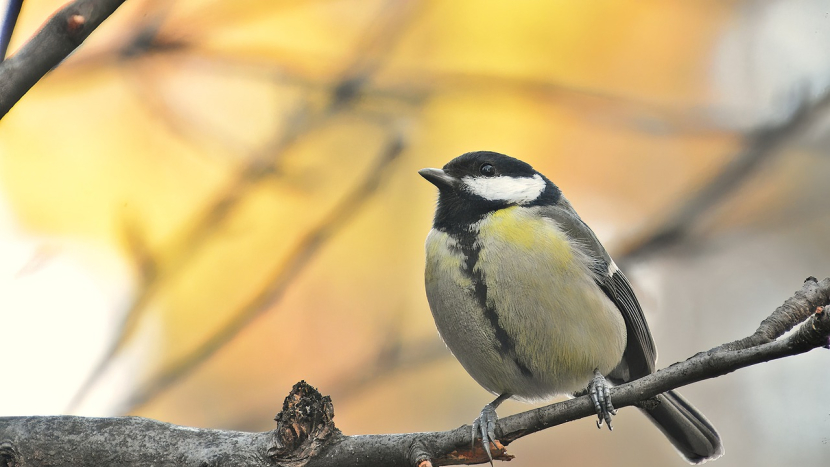 Lidé mohou do neděle sčítat ptáky na krmítkách, pomůžou tak odborníkům
