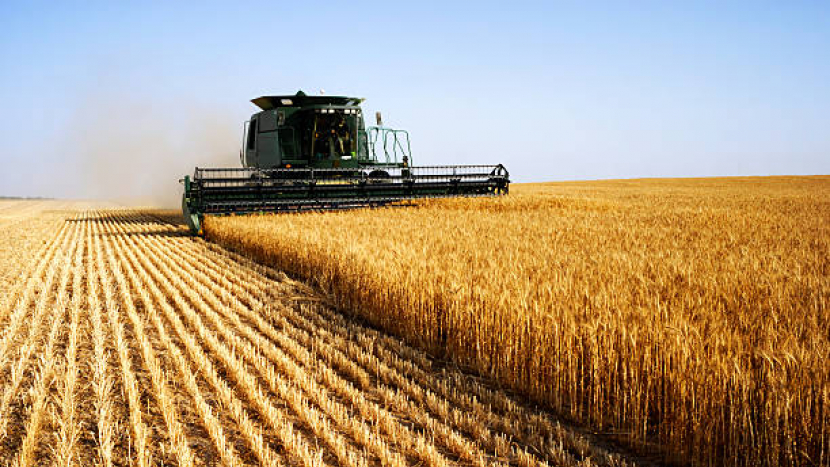 Středočeští zemědělci loni sklidili meziročně méně obilí, výnosy ale vzrostly