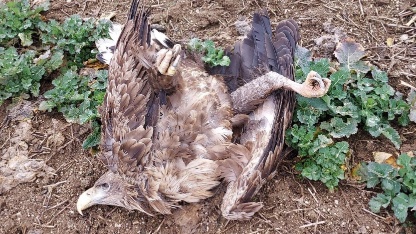 Ornitologové našli na Příbramsku další mrtvé dravce a šelmy, případ má policie