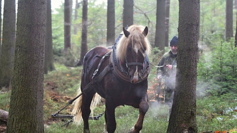 Tažní koně předváděli lidem v brdských lesích šetrné vyvážení kmenů z lesa
