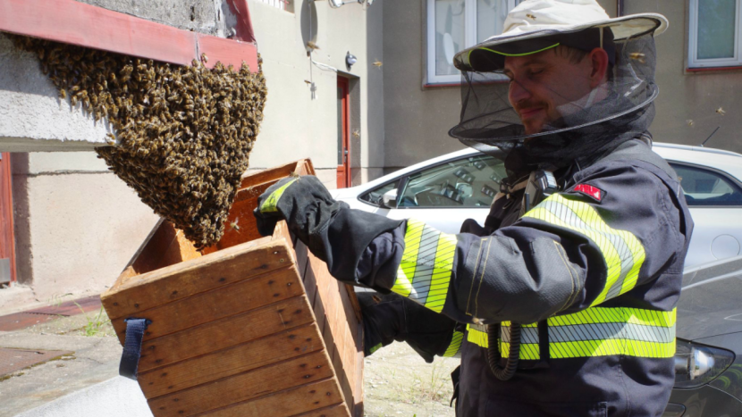 Hasičům přibývají výjezdy kvůli včelím rojům, lidé je ale mají volat jen ve vážných případech
