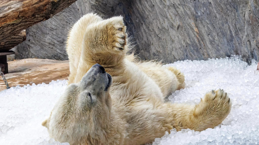 Zoo Praha pod ledem. Vděk a radost zvířat zahřejí u srdce