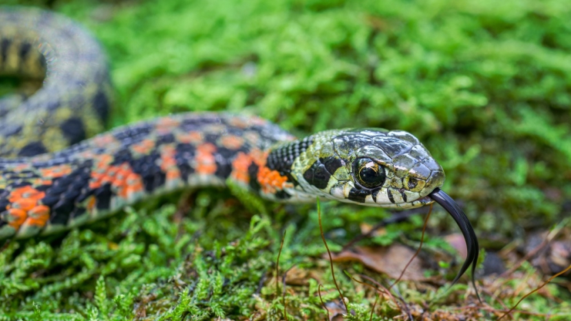 Zoo Praha chová vzácné užovky tygří. Pestře zbarvení hadi jsou dvakrát jedovatí