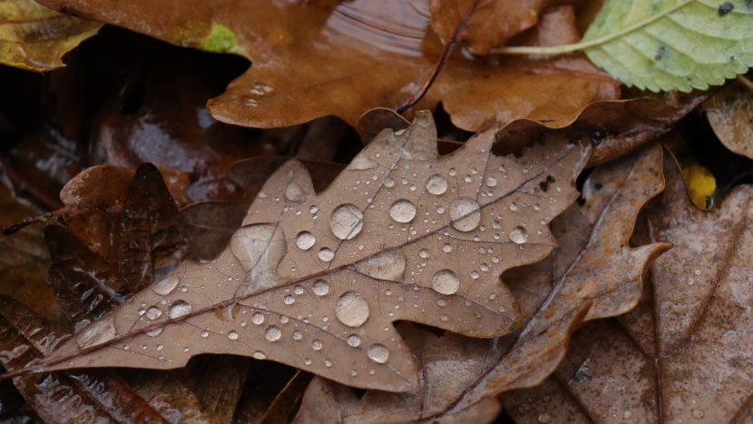 Jaké počasí bude v první polovině října? Meteorologové zveřejnili dlouhodobou předpověď