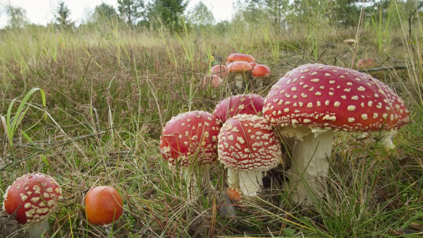 Muchomůrky letos zaplavily lesy. Někdo jimi plní košíky