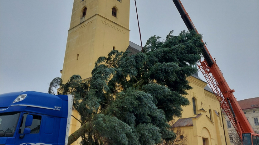 Dolní Hbity neměly dostatečnou techniku, a tak vánoční strom zdobí příbramské náměstí