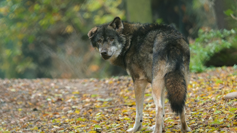 Pražská zoo je atraktivní i v listopadu. Zvířatům narůstá hustá zimní srst