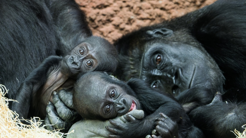 Zoo Praha měla mimořádně úspěšný rok plný mláďat