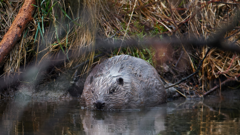 Český bobr hvězdou světových médií! Brdský mokřad zaujal National Geographic i BBC