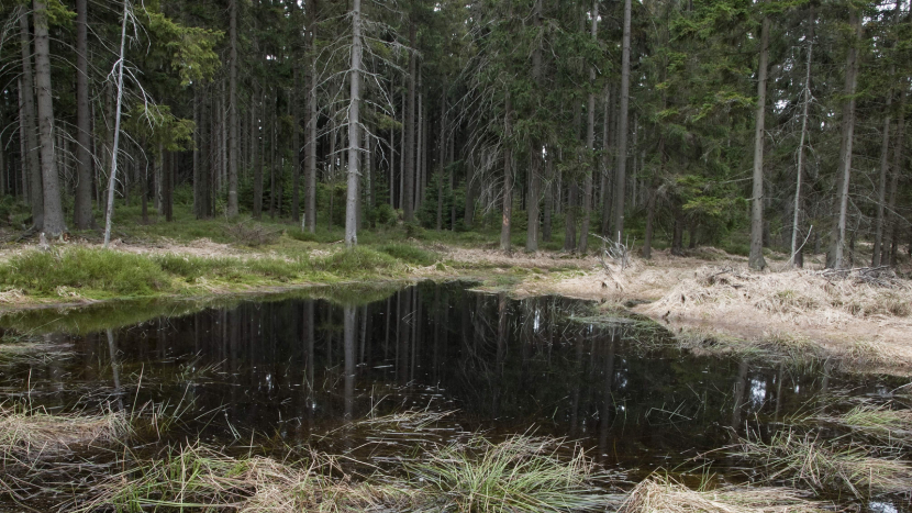 Marásek, jihobrdský vrchol plný marastu