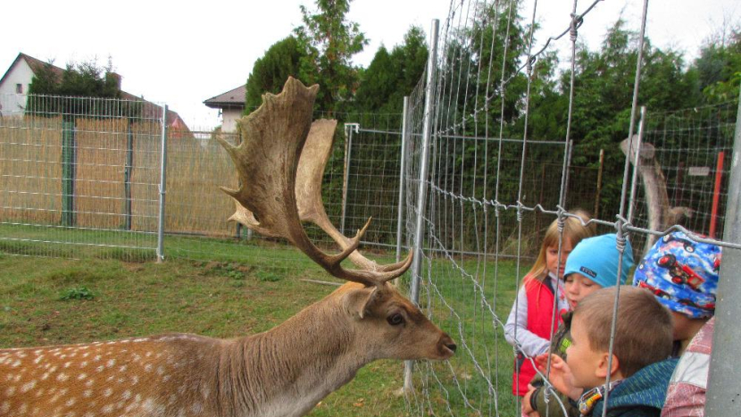 Zoopark Jeleni Homole truchlí: Bezohledné chování návštěvníků způsobilo tragédii