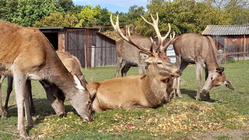 Zoopark Jeleni Homole: Vyšetření odhalilo, že uhynulá muflonka zkonzumovala čerstvé pečivo