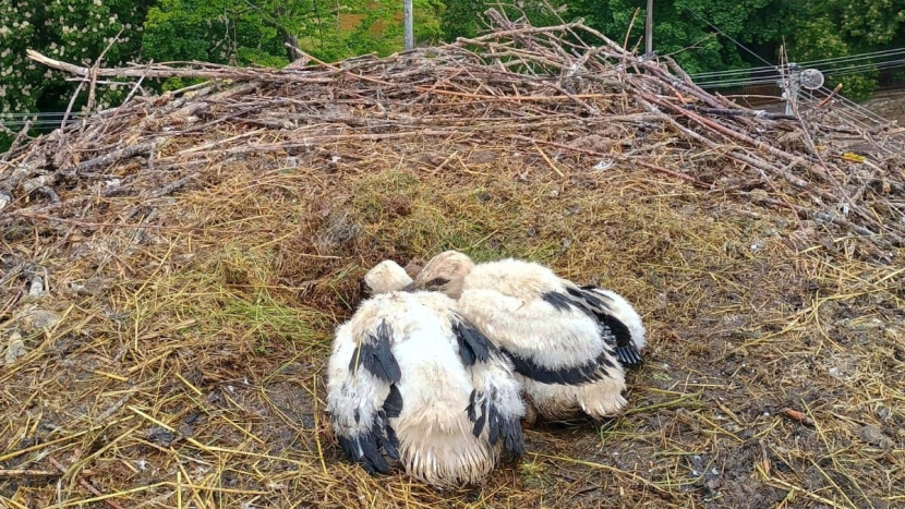 Čáp zahynul na dálnici, mláďata zachraňovali hasiči