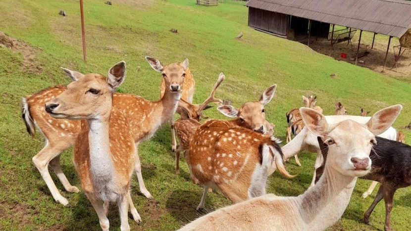 Zoopark Jeleni Homole: kontakt s hospodářskými i divokými zvířaty