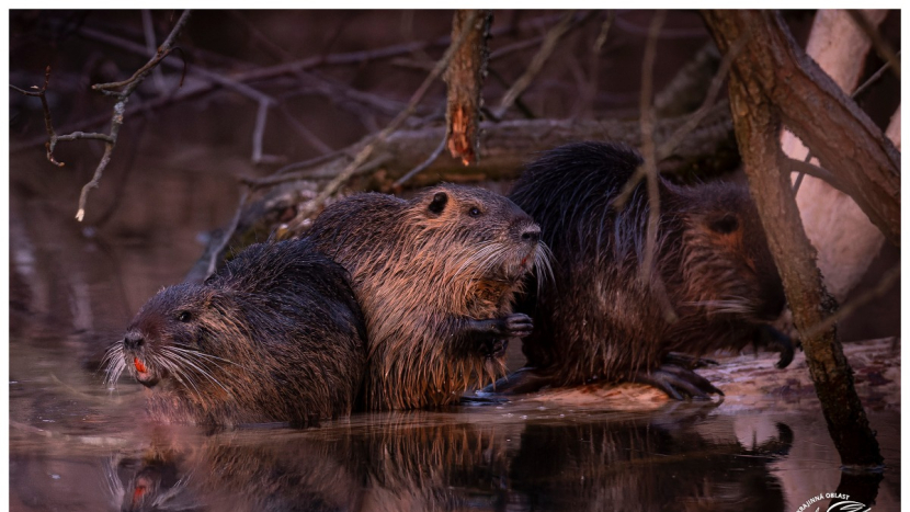 Nutrie říční je invazním vetřelcem, který škodí