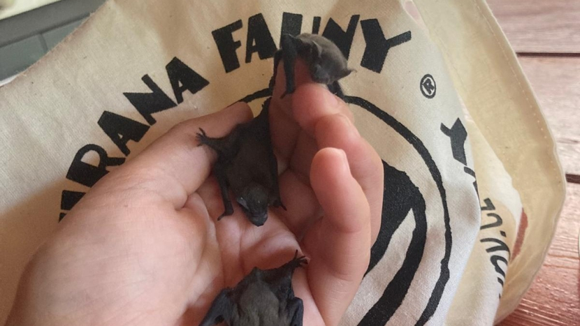 V Ochraně fauny mají sirotci náhradní netopýří školky