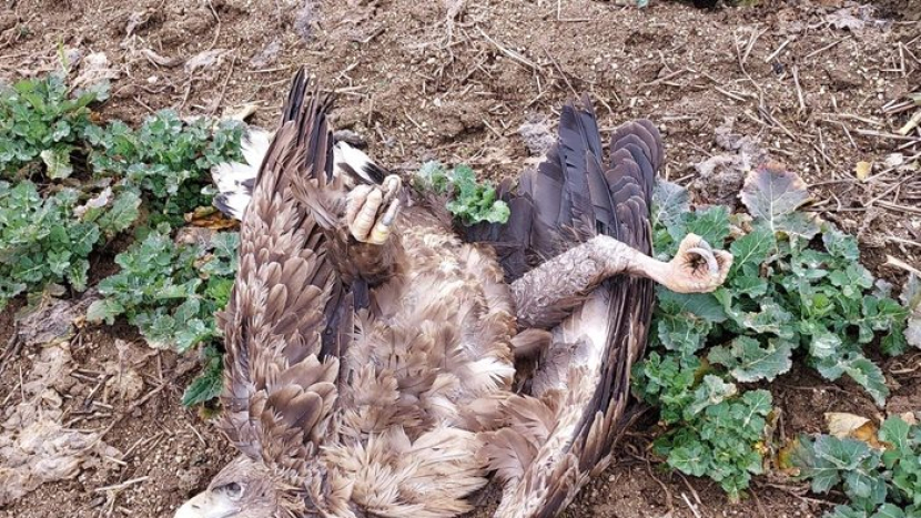 Případů otrav vzácných dravců přibývá. Ani Příbramsko není výjimkou