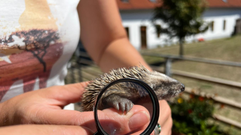 Stopařem ve fauně: Den plný zvířecí zábavy