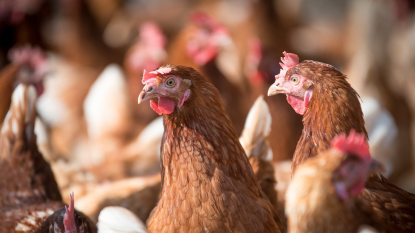 Veterináři varují chovatele před pseudomorem drůbeže a ptačí chřipkou