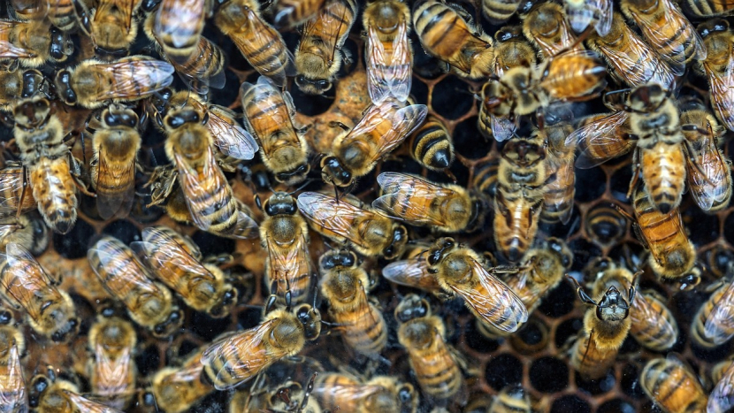 Připravte svá včelstva na jaro: odborná přednáška pro každého včelaře