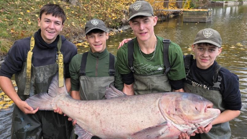 Rybáři do Sadoňského rybníka vysadili rybí obry. Mezi nimi je i vzácný albín