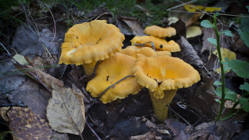 Lišky, voňavé poklady českých lesů