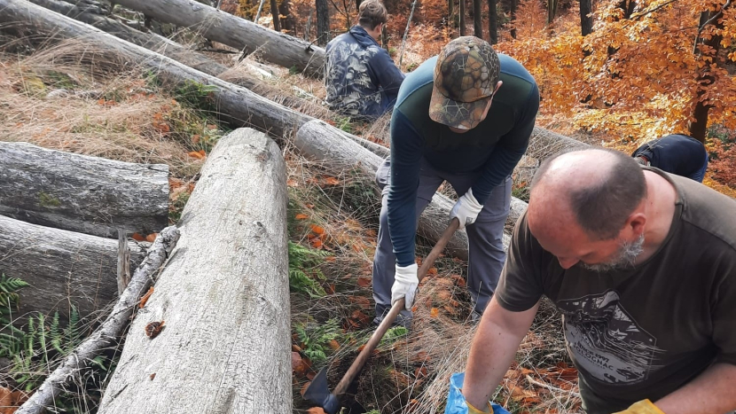 Dobrovolníci sázeli jedle v srdci Brd. Do suťového lesa se vrací původní stromy