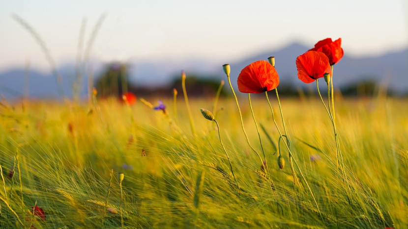 Připněte si vlčí mák a uctěte válečné veterány