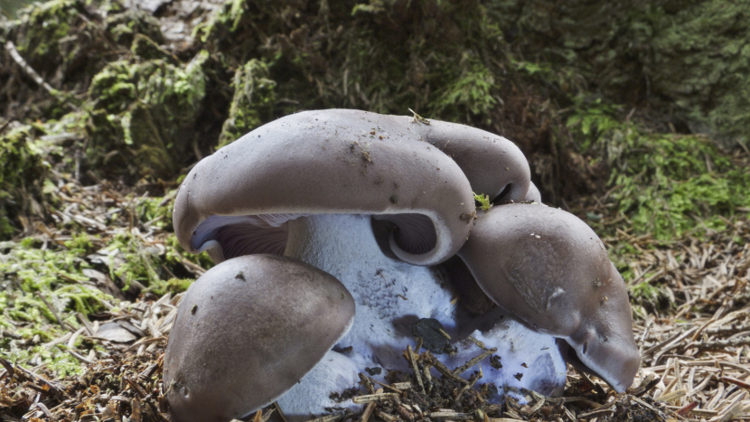 Listopad v lese: čas pomrazek a fialových čirůvek