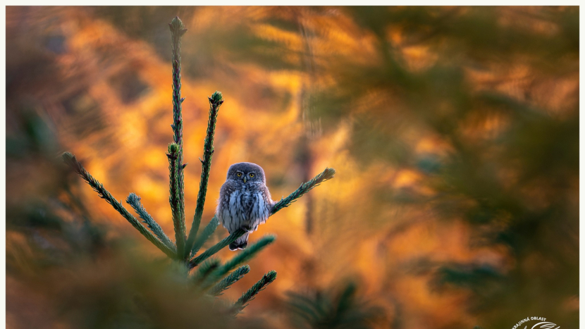 Kulíšek nejmenší – drobný, ale odvážný lovec žije i v Brdech
