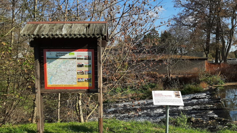 Nutrie v Sedlčanech: roztomilé vetřelkyně, které ničí přírodu. Proč je nekrmit?