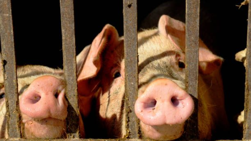 Zvířata ven z klecí. EU plánuje změnu v pravidlech chovu