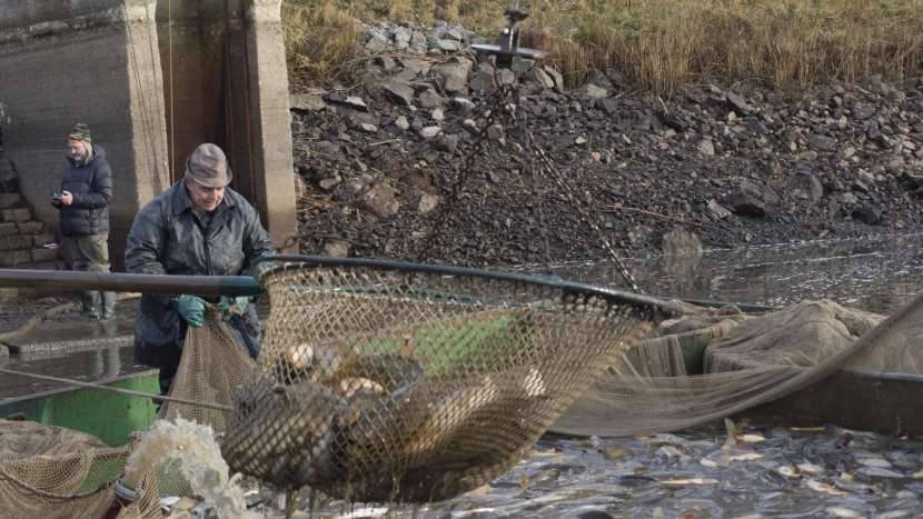 Dolejší Padrťský rybník v Brdech se už po výlovu napouští