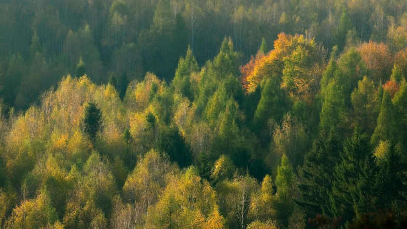 FOTO/ Proč je podzim barevný?