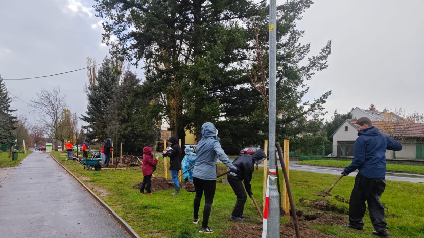 Dobříš má nové stromy díky společné výsadbě dobrovolníků