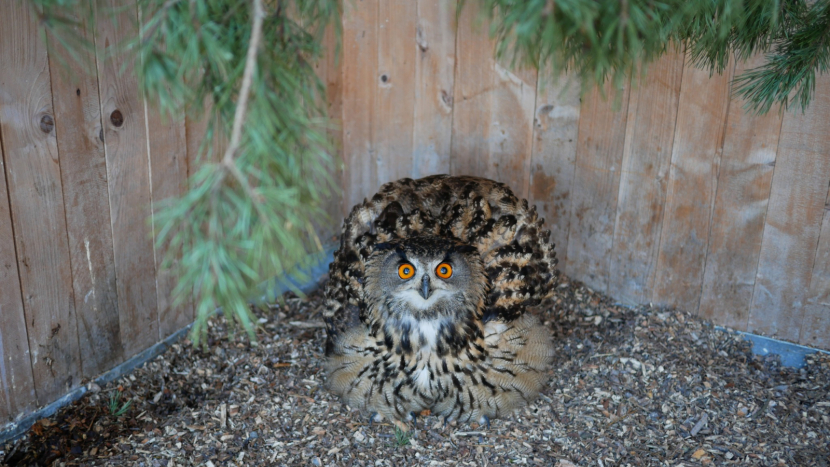 Adoptujte zvíře a darujte radost nejen o Vánocích