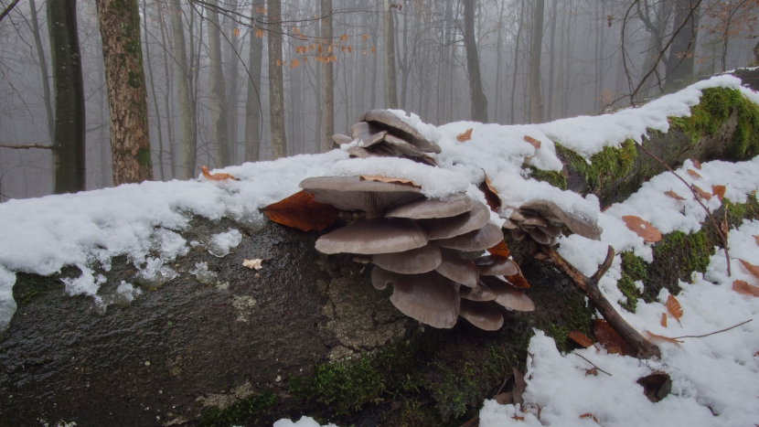 Hlíva je královnou pozdních hub v lese, ale i v kuchyni