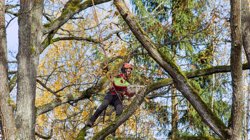 Arboristé ošetřili dubovou alej u Dolejšího Padrťského rybníka